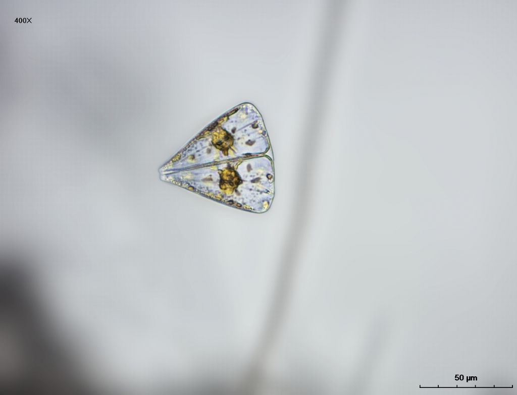 Licmophora sp. (esemplari vivi)